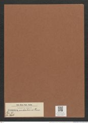 Synedra simbirskiana Grun. (de-Toni-Nr.: Genus 66, Species 2606) Zeichnungen Sammlung Grunow Mappe 02825 (Herbarium_W_Grunow_drawings_Folder_02825)